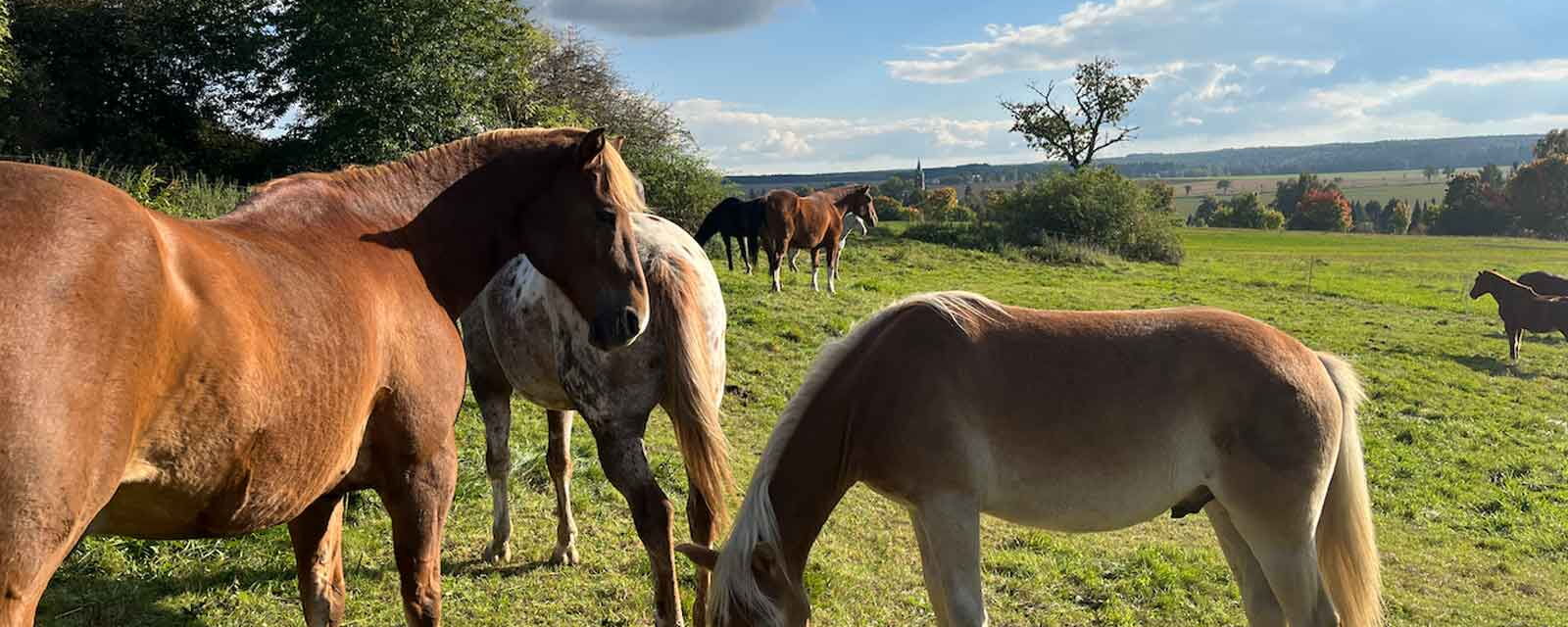 Pferdekoppel in Rosenthal